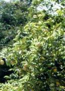 Myristica fragans